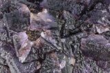 Dark Purple Fluorite Crystal Cluster - Cave-in-Rock, Illinois #322803-3